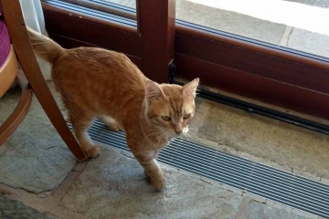 Cat in Greece