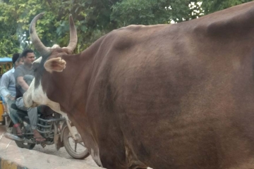 Cattle in India