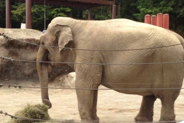 Elephant at Point Defiance Zoo