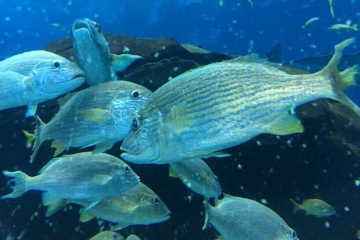 Fish at Georgia Aquarium