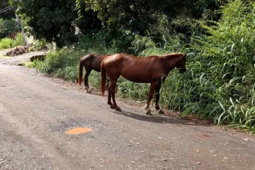 Horses in Costa Rica