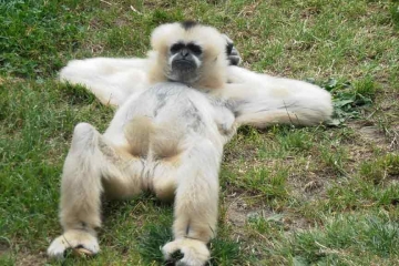 Monkey Just Chilling Out