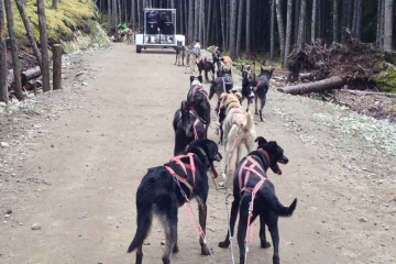 Sled Dogs in Alaska