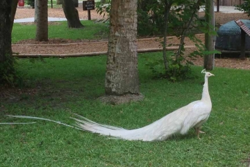 White Peacock in St Augustine