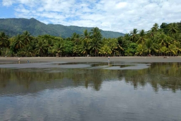 Jungle At The Beach