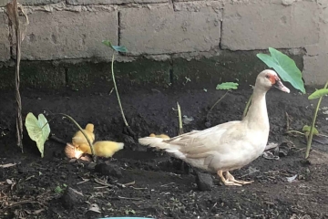 Ducklings-and-their-mom