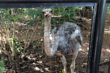Ostrich-at-the-Legazpi-zoo