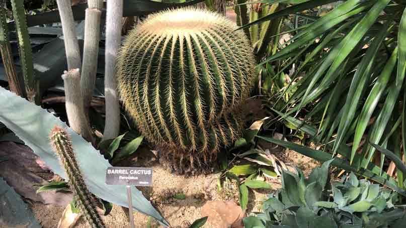 a round cactus
