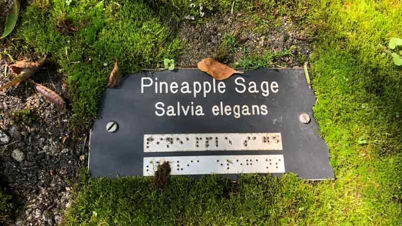 Sign in braille - for Pineapple sage