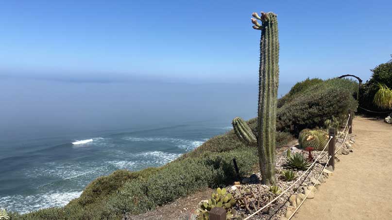 Trail with a big cactus with the ocean in the far background