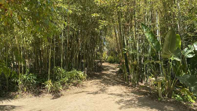 Large group of bamboo on both sides of trail