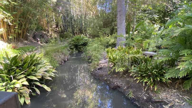 Small brook amid trees and greenery