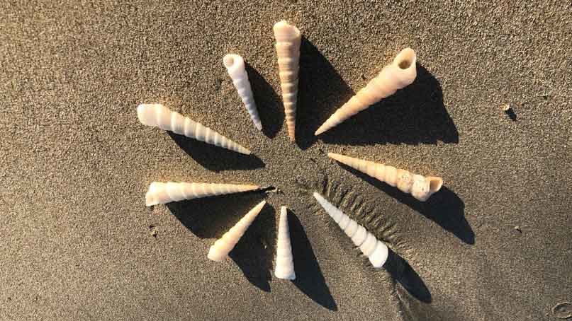 Shells Must Remain on Costa Rican Beaches 