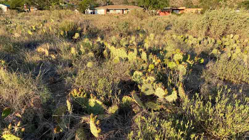 field of lots of prickly pear cacti