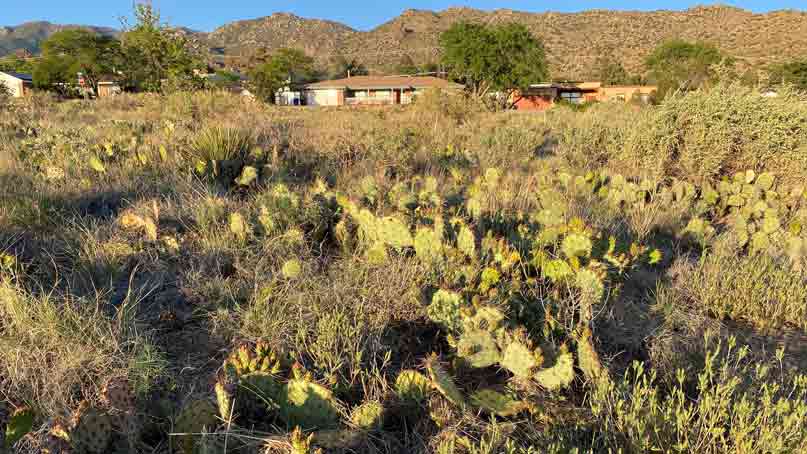 field of prickly pear cacti
