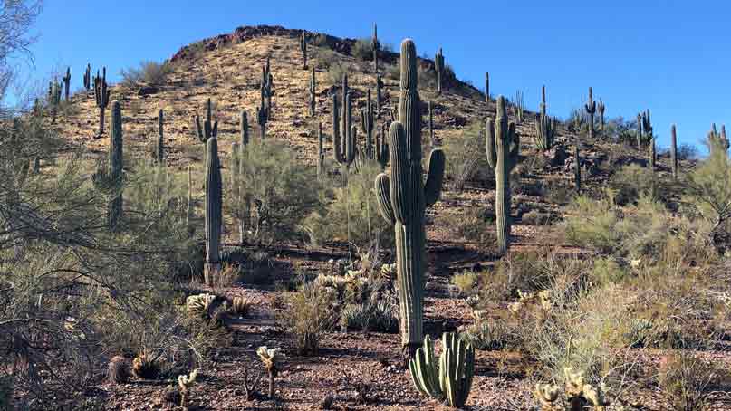 many Saguaro Cacti on a hillside