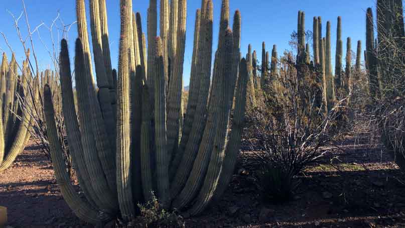 field of organ pipe cacti