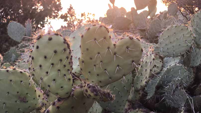 prickly pear in the shape of a heart