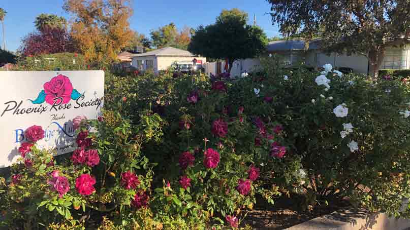 several rose bushes