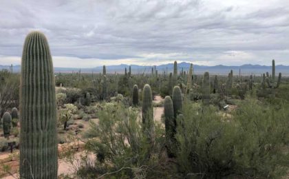 landscape with many cacti
