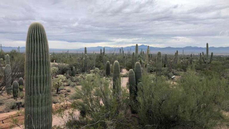 landscape with many cacti