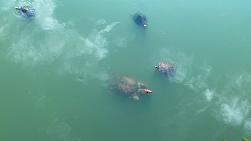 turtles swimming in the water