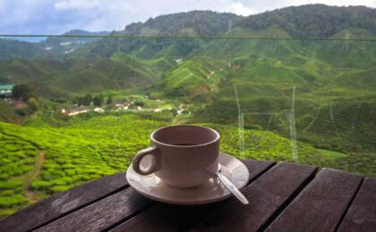 cup of coffee overlooking a jungle farm