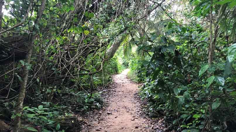 trail in the jungle