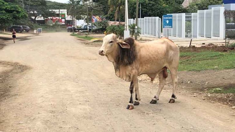 cow in the middle of the road