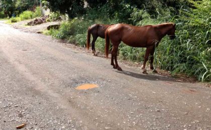 Typical Costa Rica dirt road - molasses will be applied to it each year when it is graded