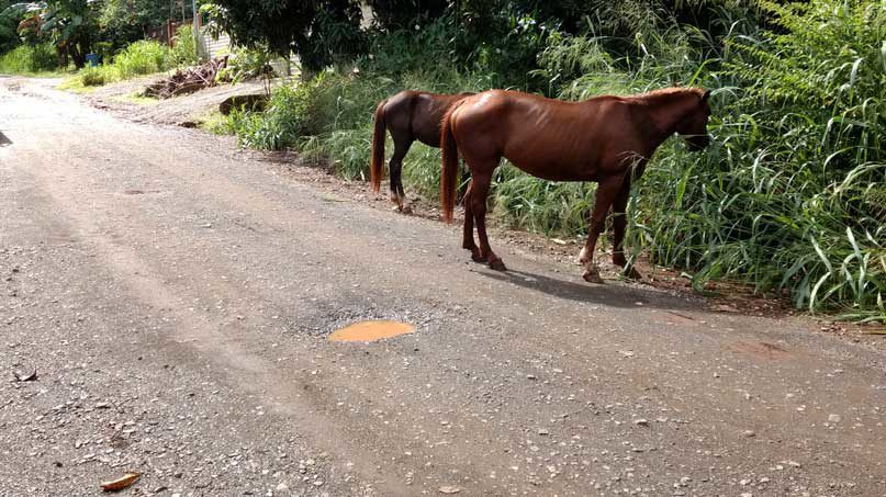 Typical Costa Rica dirt road - molasses will be applied to it each year when it is graded