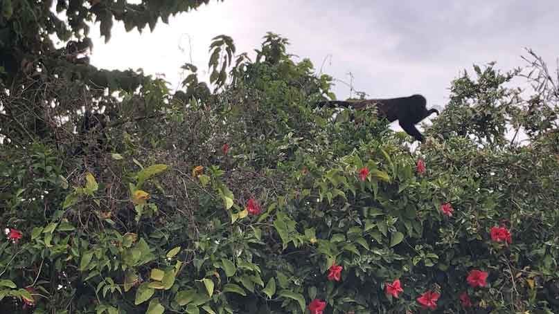 monkey jumping from one tree to another