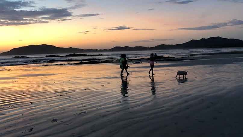 family walking pig at sunset on the beach