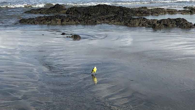 yellow breasted bird standing in shallow water at the beach