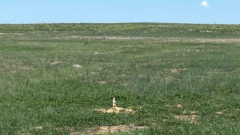 green field with standing prairie dog in foreground