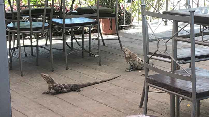 Iguanas at Europa cafe near Liberia airport in Costa Rica