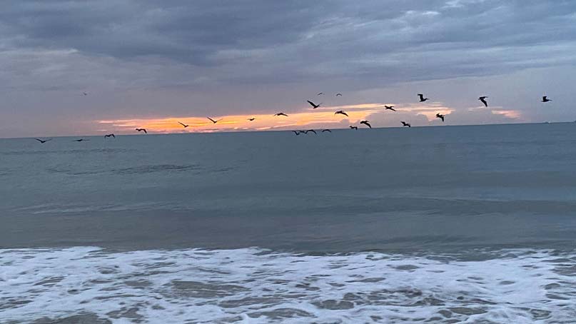 bunch of birds flying over the water on a cloudy day