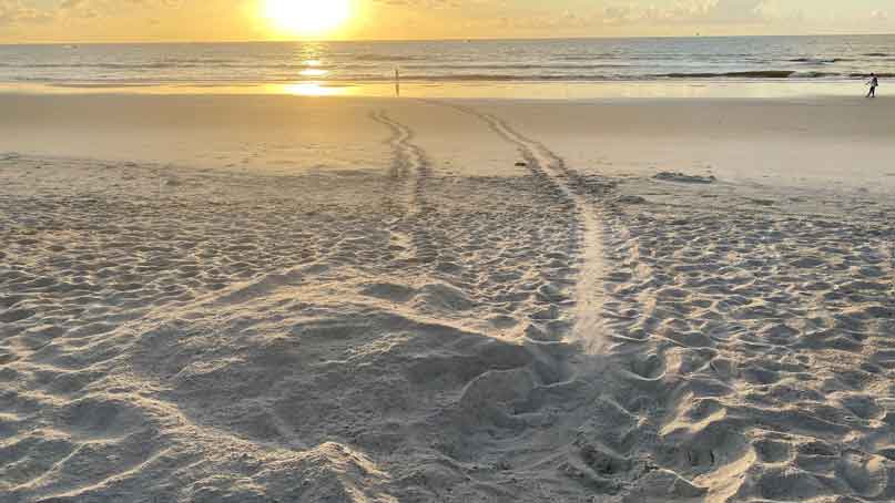 disturbed hole and tracks on the beach