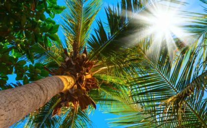 view from ground to top of palm tree with sun peeking through