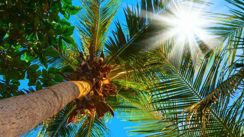 view from ground to top of palm tree with sun peeking through