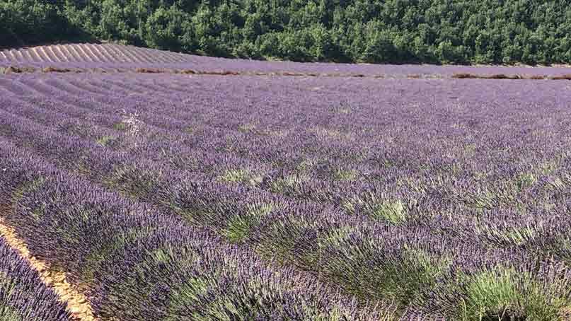 field of blooming lavender flowers