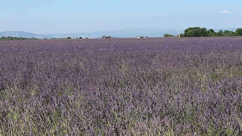 fields of blooming lavender flowers