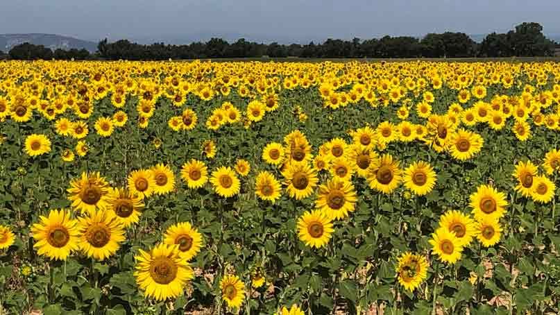 Fields of blooming sunflowers