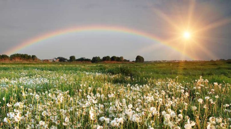 rainbow over a field of flowers