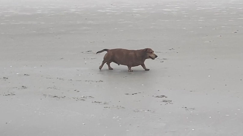 dachshund dog walking on the beach