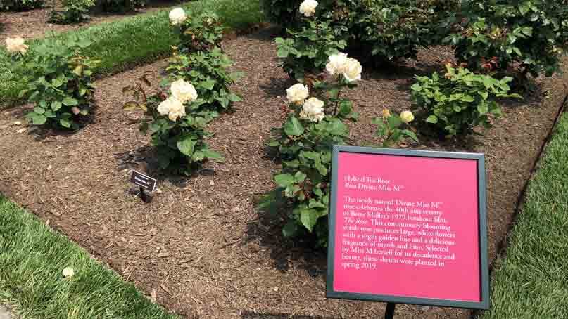 roses named after bette midler
