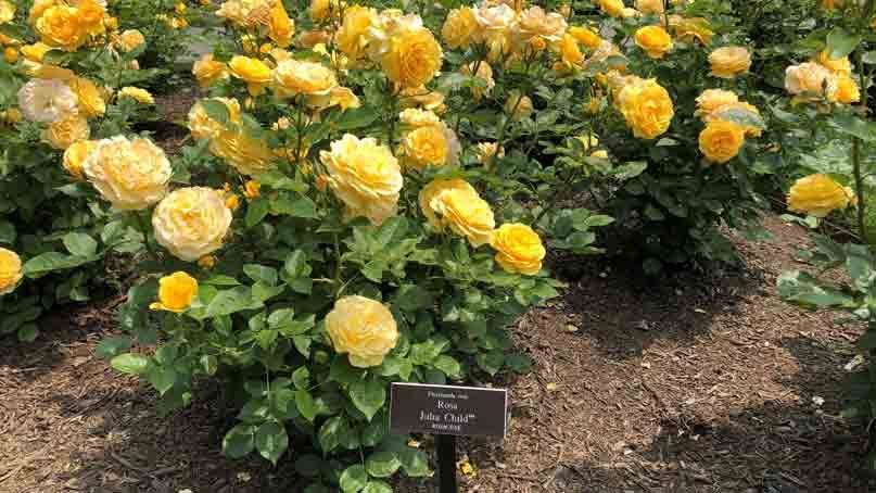 yellow roses named for julia child