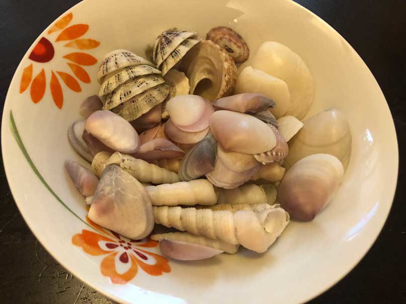 All of the shells we collected on the beach in Tamarindo in March 2018