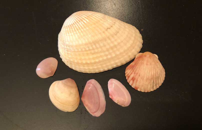 Pink colored 'pink ladies' shells is another of our shell collections from the beach in Tamarindo