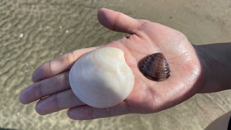 2 seashells resting on a hand